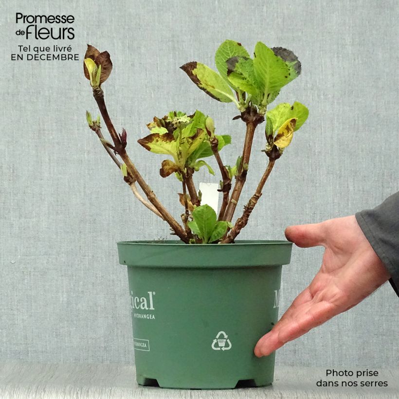 Exemplar von Hortensia - Hydrangea macrophylla Magical Revolution Rose Pot de 2L/3L wie im Winter geliefert