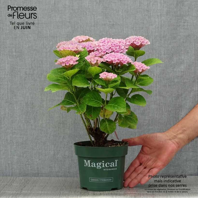 Exemplar von Hydrangea macrophylla Magical Revolution Rose - Bauernhortensie wie im Sommer geliefert