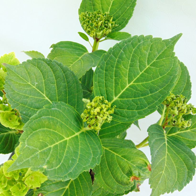 Hydrangea macrophylla Magical Summer Green - Bauernhortensie (Laub)