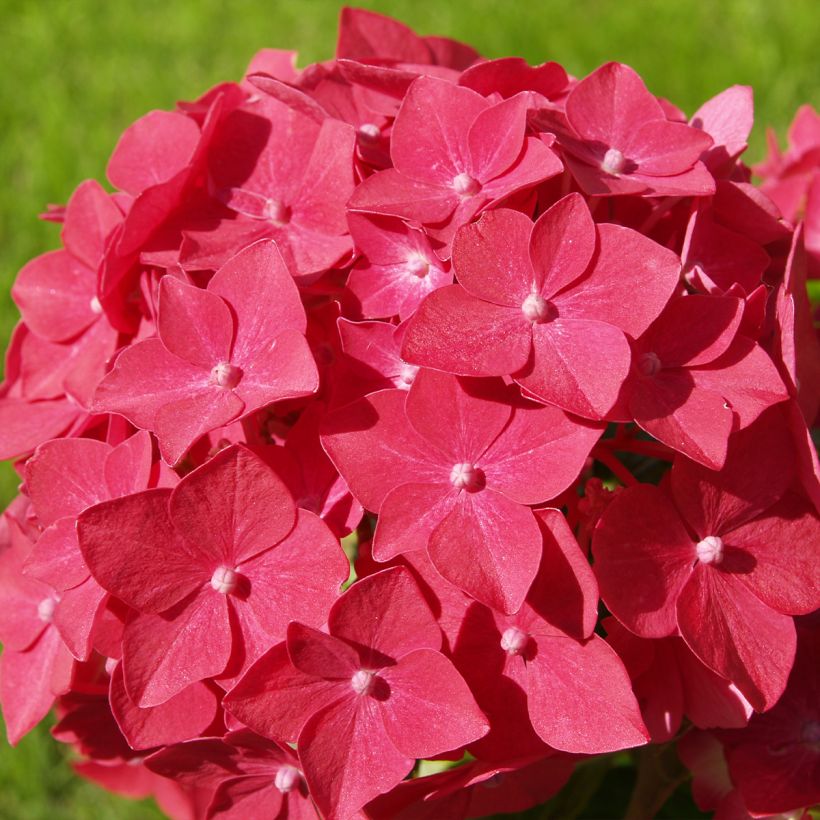 Hydrangea macrophylla Masja - Bauernhortensie (Blüte)