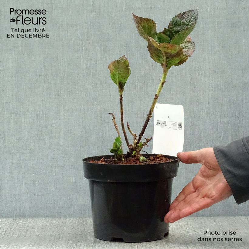 Exemplar von Hortensia - Hydrangea macrophylla Merveille Sanguine Pot de 2L/3L wie im Winter geliefert