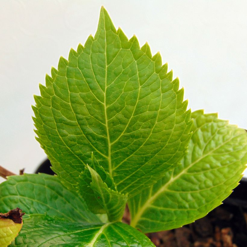 Hydrangea macrophylla Mousseline - Bauernhortensie (Laub)