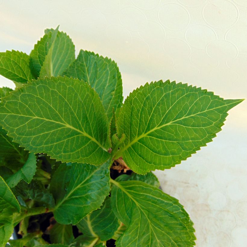 Hydrangea macrophylla Nachtigall - Bauernhortensie (Laub)