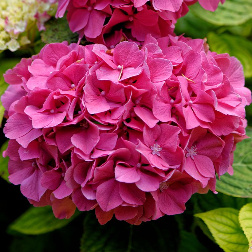 Hydrangea macrophylla Pink Pop - Bauernhortensie (Blüte)