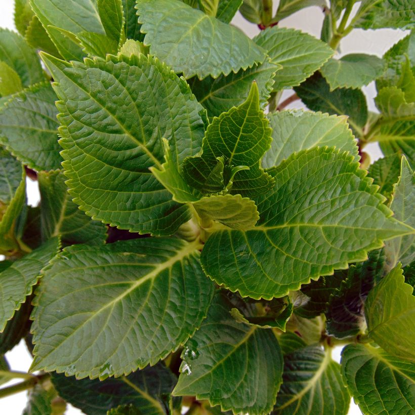 Hydrangea macrophylla Renate Steiniger - Bauernhortensie (Laub)