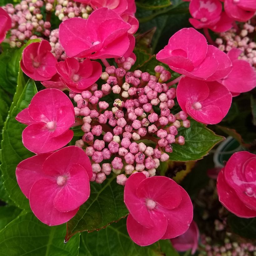 Hydrangea macrophylla Rotkehlchen - Bauernhortensie (Blüte)