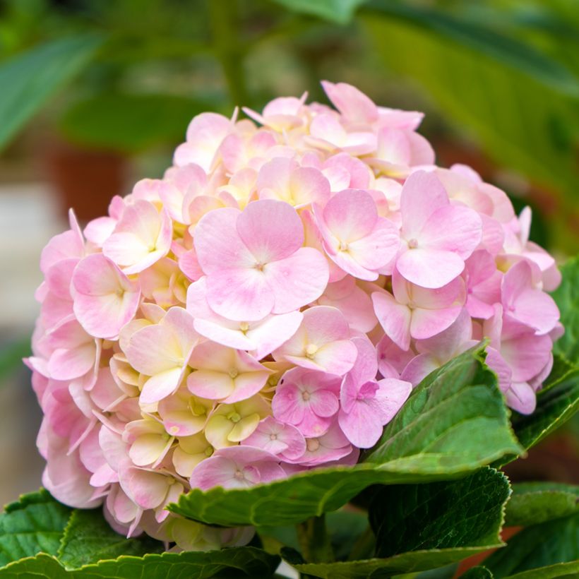 Hydrangea macrophylla Soft Pink Salsa - Bauernhortensie (Blüte)