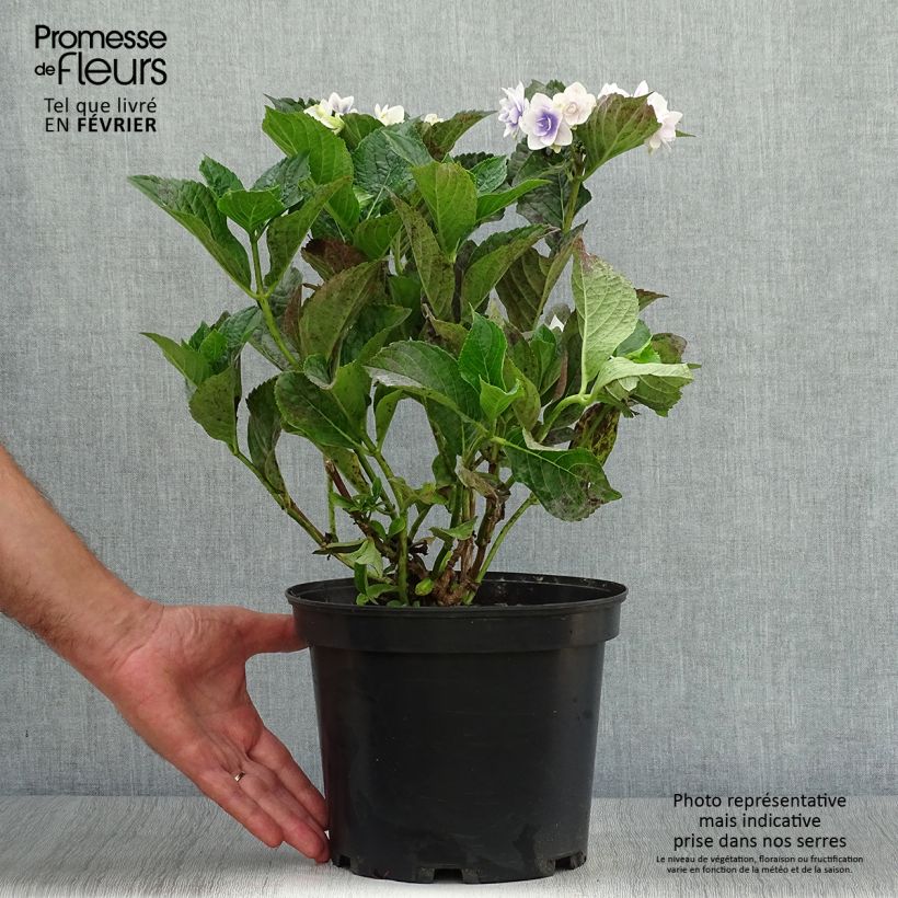 Exemplar von Hortensia - Hydrangea macrophylla Stargazer Pot de 4L/5L wie im Herbst geliefert