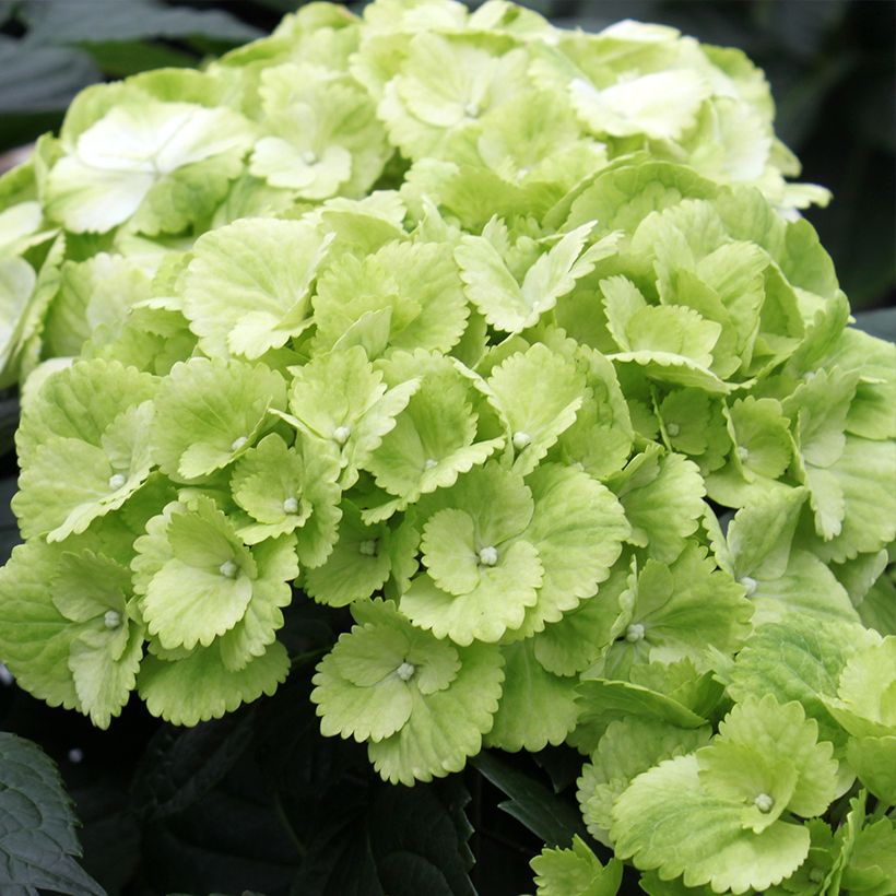 Hydrangea macrophylla Verdi - Bauernhortensie (Blüte)