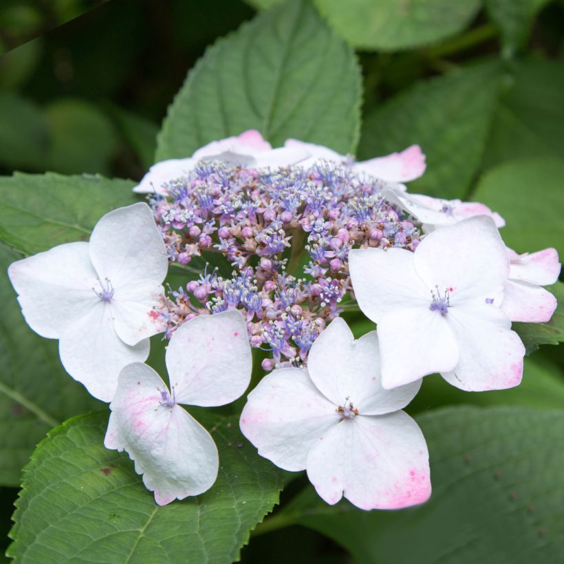 Hydrangea macrophylla White Wave - Bauernhortensie (Blüte)