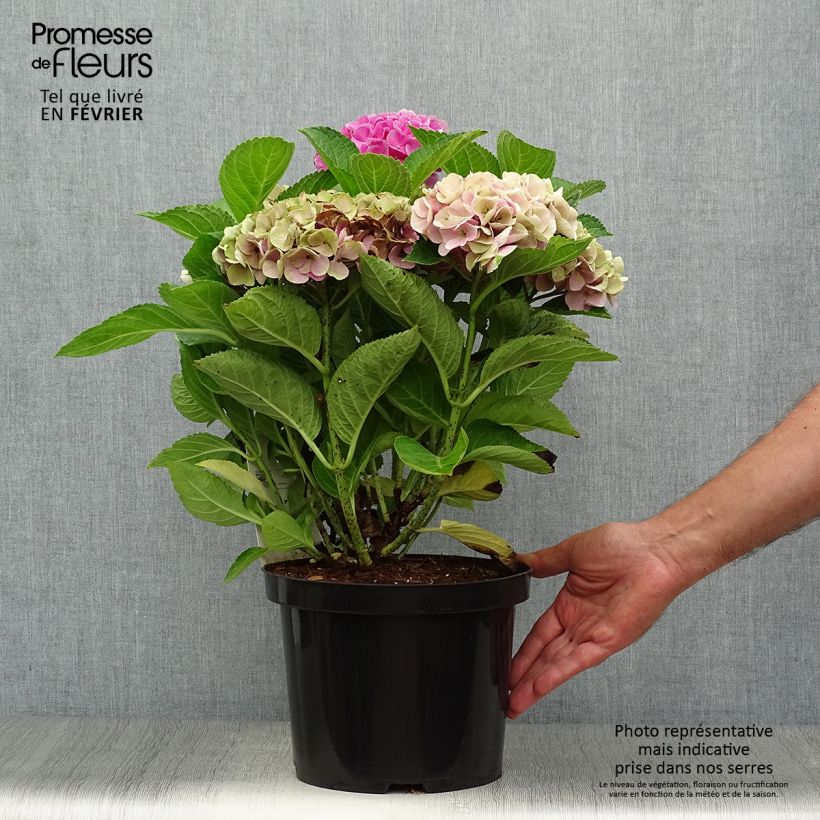 Exemplar von Hortensia - Hydrangea macrophylla Xian en pot de 4/5L wie im Herbst geliefert