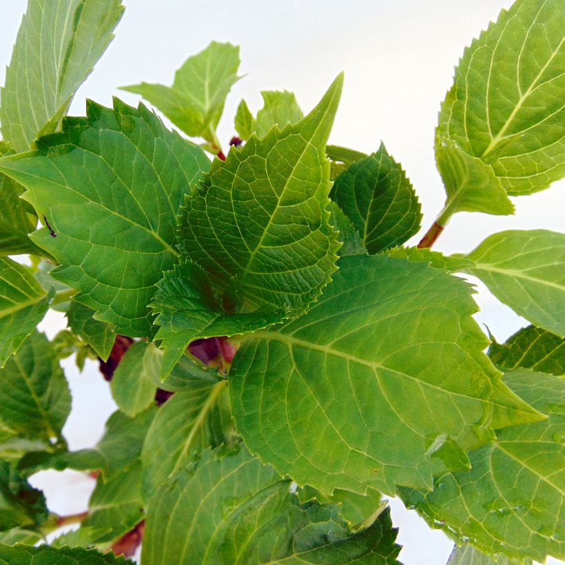 Hydrangea macrophylla Zorro - Bauernhortensie (Laub)