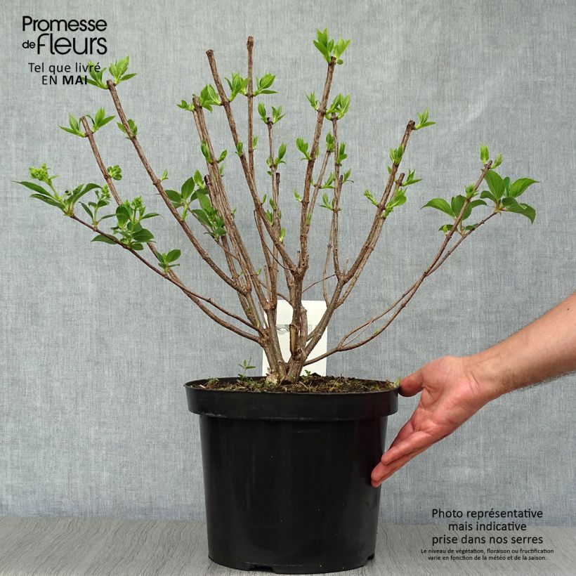 Exemplar von Rispenhortensie Kyushu - Hydrangea paniculata Topf mit 7,5L/10LGelieferte Höhe ca. 40+cm wie im Frühjahr geliefert