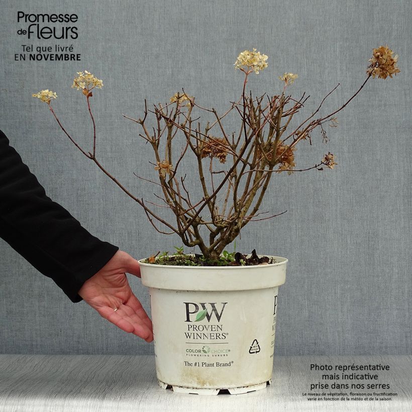 Exemplar von Hortensia - Hydrangea paniculata Little Lime Pot de 10L wie im Herbst geliefert