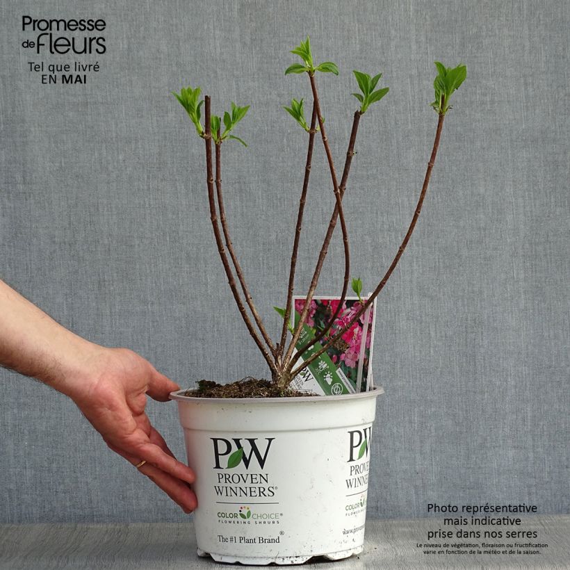 Exemplar von Hortensia - Hydrangea paniculata Little Quick Fire Pot de 3L/4L wie im Frühjahr geliefert