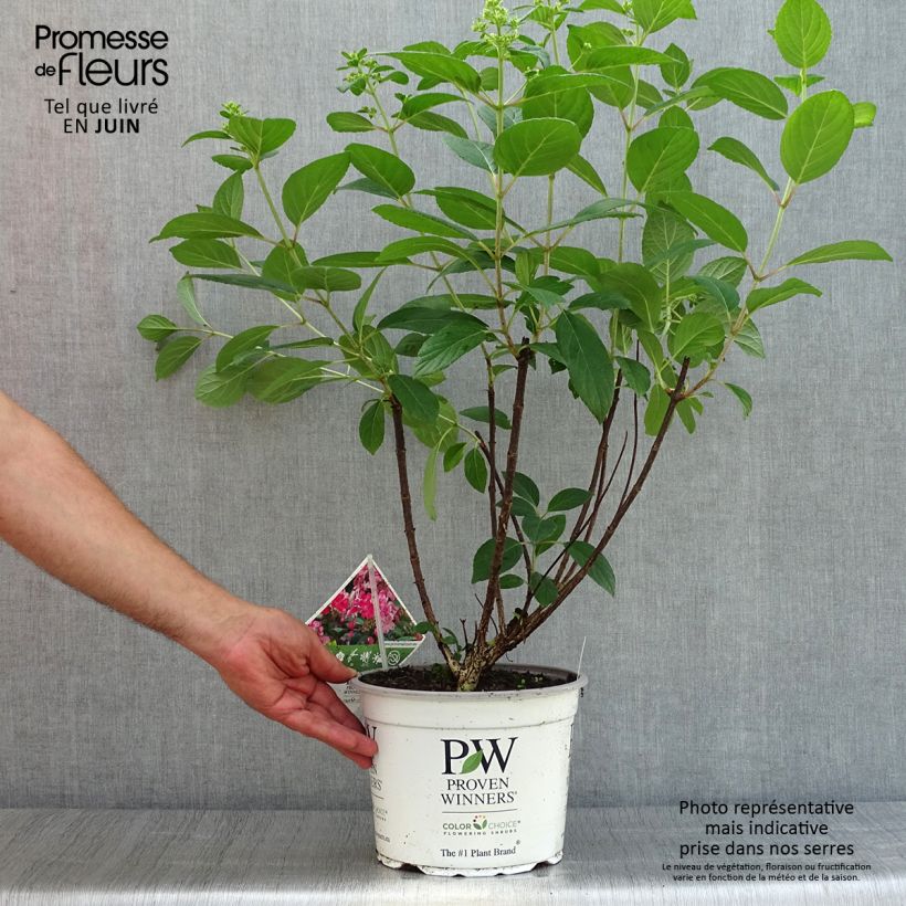 Exemplar von Rispenhortensie Little Quick Fire - Hydrangea paniculata wie im Sommer geliefert