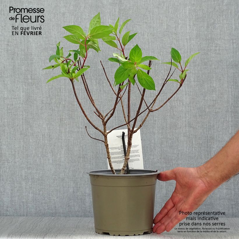 Exemplar von Hortensia - Hydrangea paniculata Magical Mont Blanc Pot de 3L/4L wie im Herbst geliefert