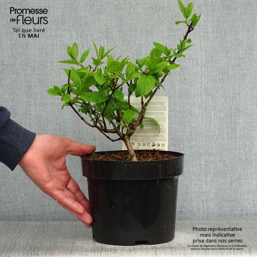 Exemplar von Rispenhortensie Mega Mindy - Hydrangea paniculata Topf mit 2L/3LGelieferte Höhe ca. 20+cm wie im Frühjahr geliefert