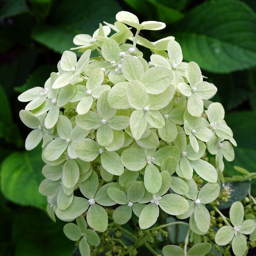 Rispenhortensie Pastelgreen - Hydrangea paniculata (Blüte)