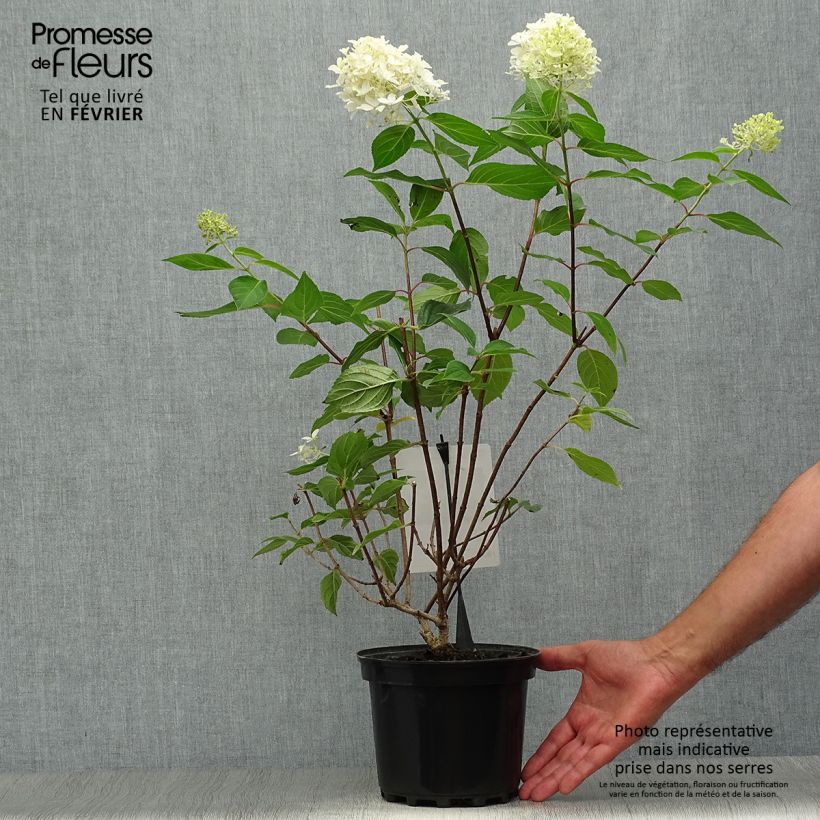 Exemplar von Hortensia - Hydrangea paniculata Silver Dollar en pot de 3,5L wie im Herbst geliefert