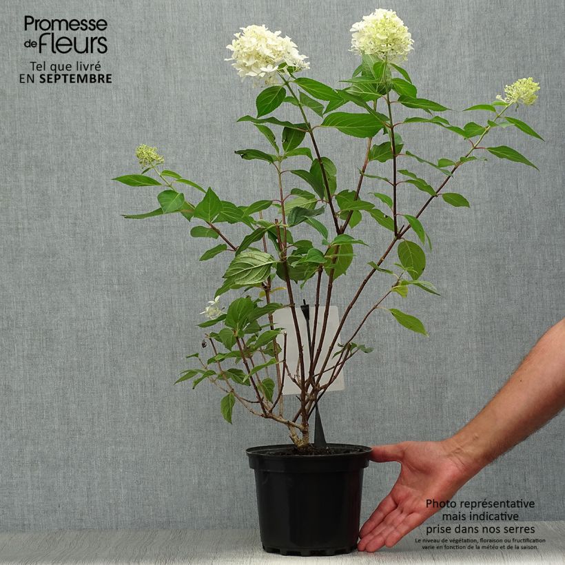 Exemplar von Rispenhortensie Silver Dollar - Hydrangea paniculata wie im Herbst geliefert