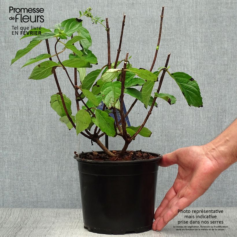 Exemplar von Hortensia - Hydrangea paniculata Skyfall Pot de 3L/4L wie im Herbst geliefert