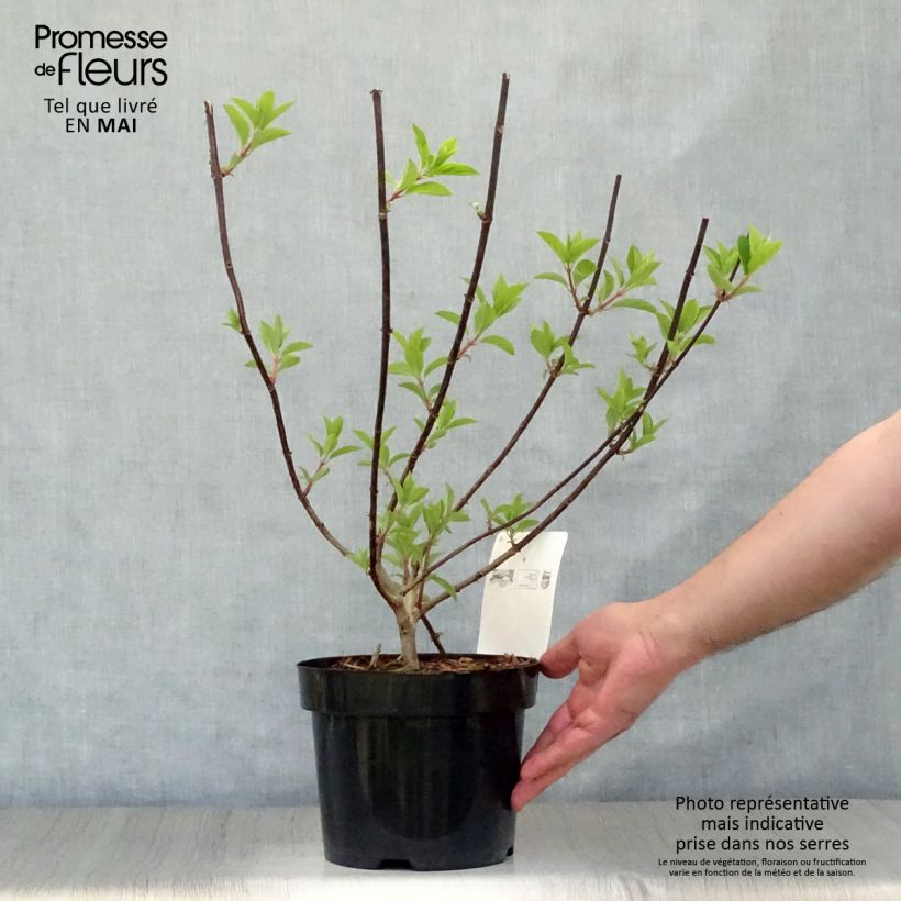 Exemplar von Rispenhortensie Vanille Fraise - Hydrangea paniculata Topf mit 2L/3LGelieferte Höhe ca. 20/30cm wie im Frühjahr geliefert