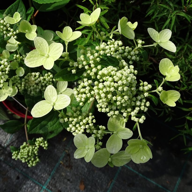 Rispenhortensie Wim's red - Hydrangea paniculata (Blüte)