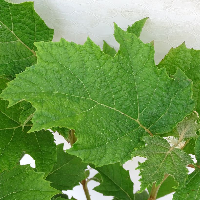 Eichenblatt-Hortensie Applause - Hydrangea quercifolia (Laub)