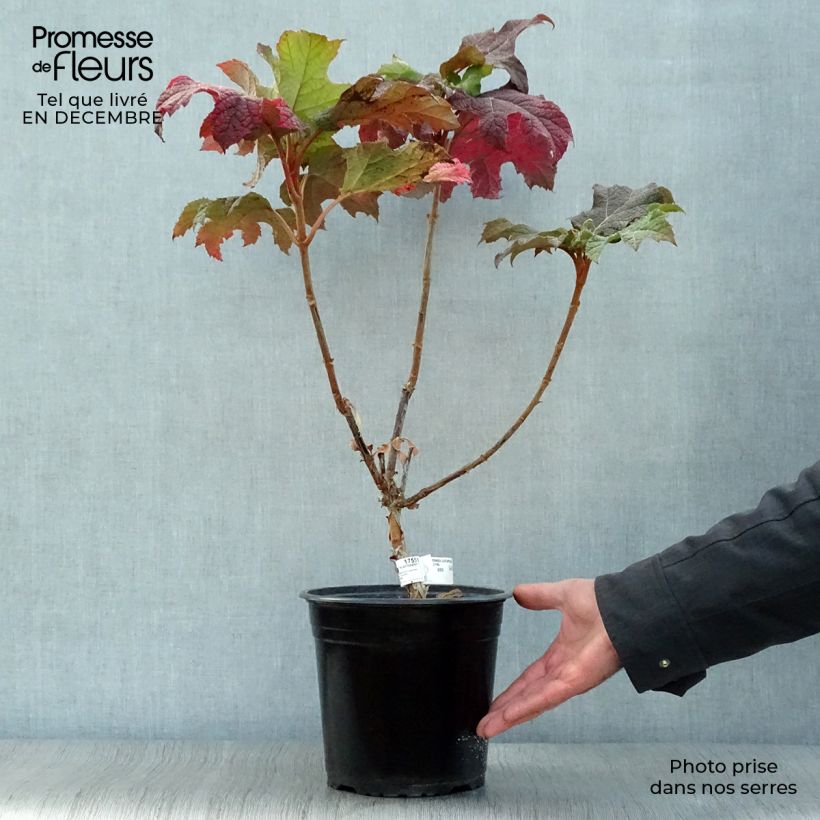 Exemplar von Hortensia - Hydrangea quercifolia Applause Pot 4.5L wie im Winter geliefert