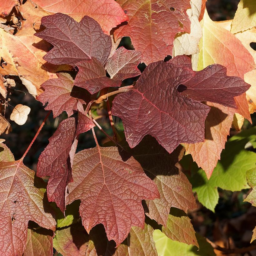 Eichenblatt-Hortensie Gatsby Moon - Hydrangea quercifolia (Laub)