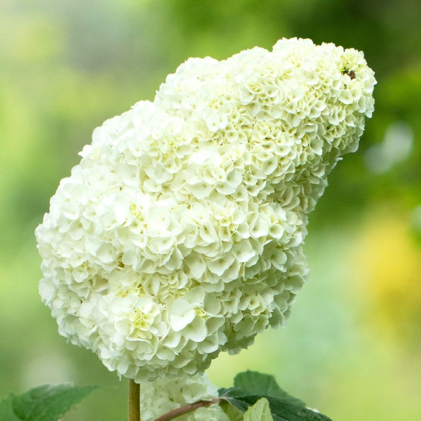 Eichenblatt-Hortensie Gatsby Moon - Hydrangea quercifolia (Blüte)