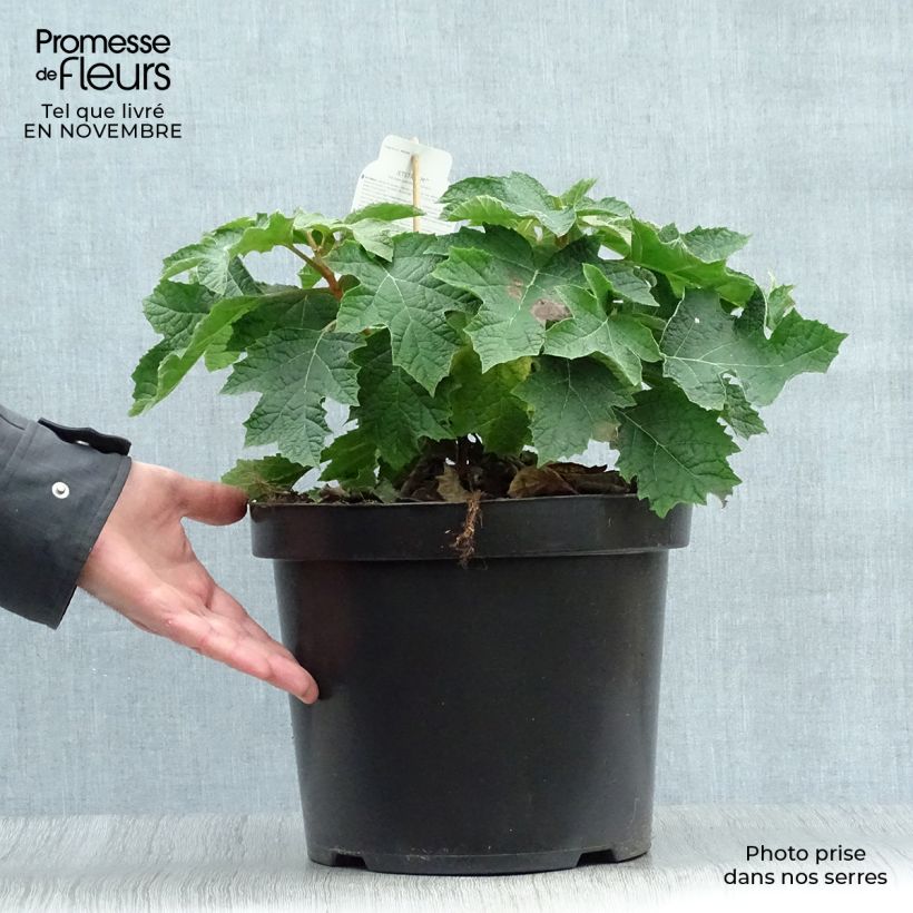 Exemplar von Hortensia - Hydrangea quercifolia Jetstream Pot de 10L wie im Herbst geliefert