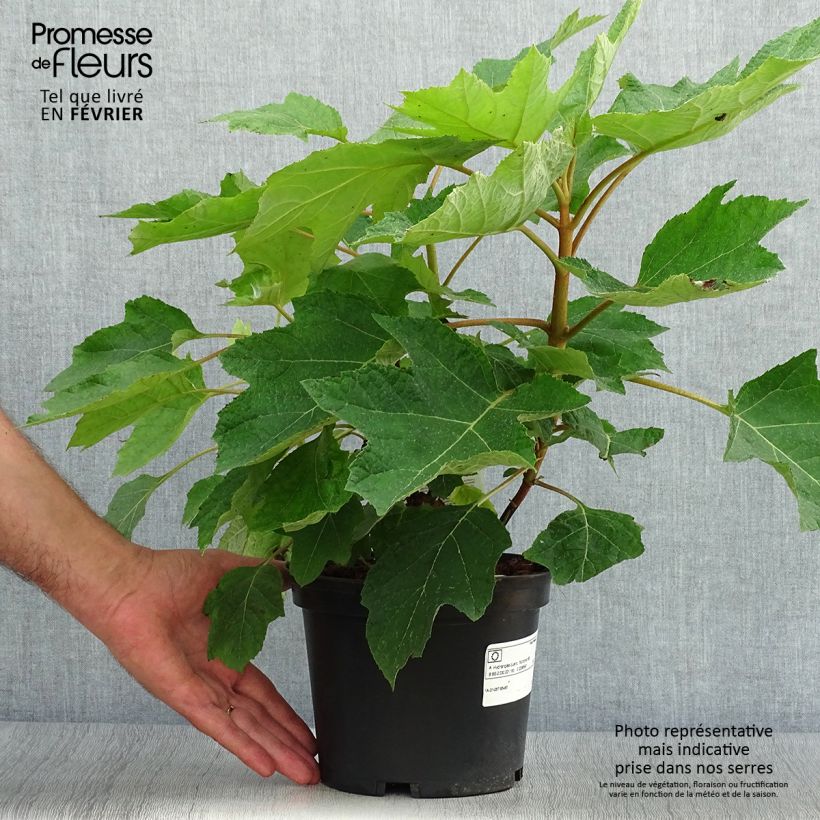 Exemplar von Hortensia quercifolia Munchkin Pot de 2L/3L wie im Herbst geliefert