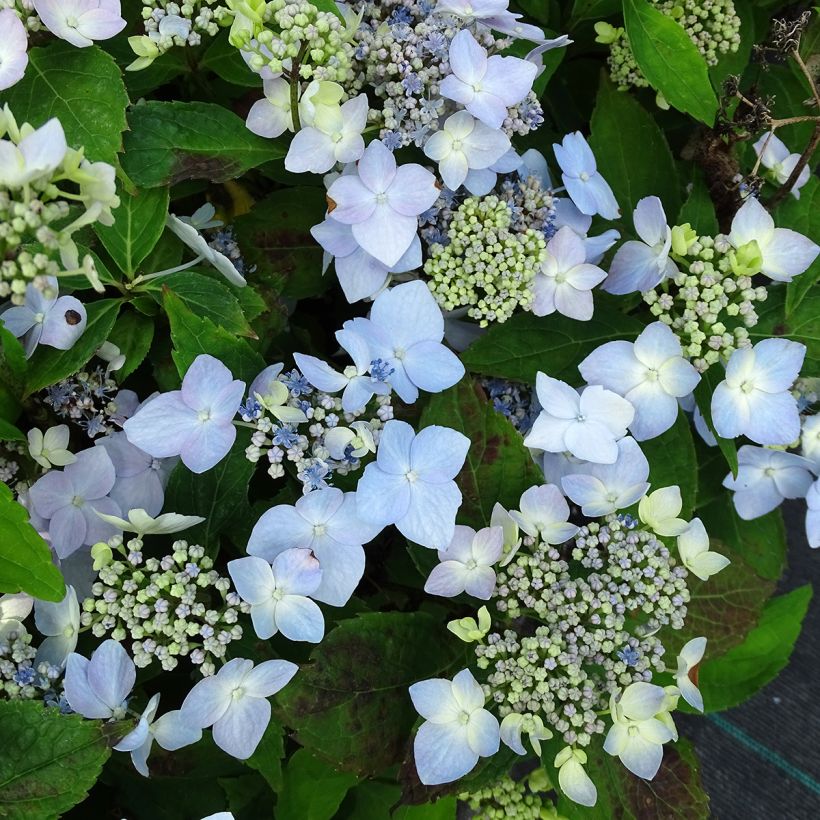 Hydrangea serrata Blue Deckle - Tellerhortensie (Blüte)