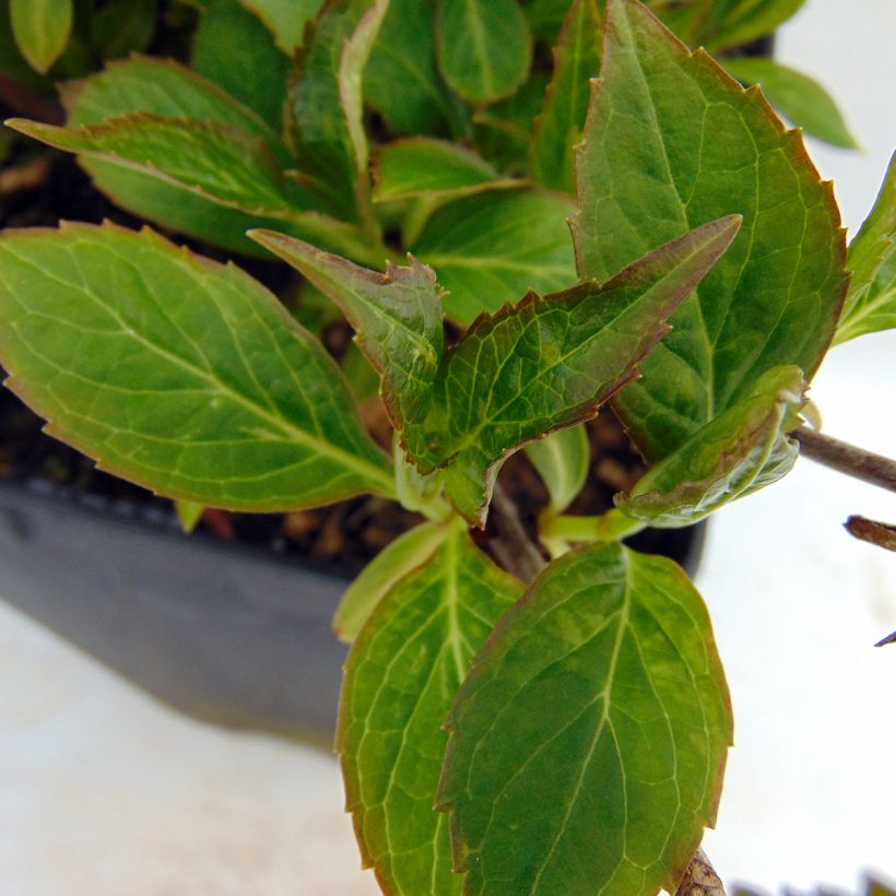 Hydrangea serrata Cap Sizun - Tellerhortensie (Laub)