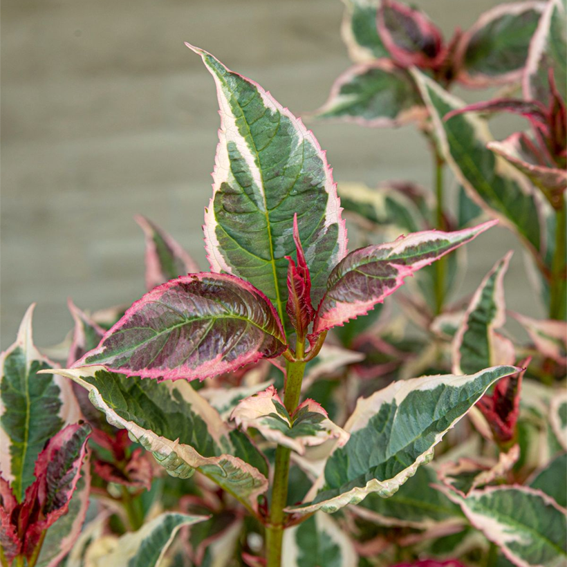 Hydrangea serrata Euphoria Pink - Tellerhortensie (Laub)