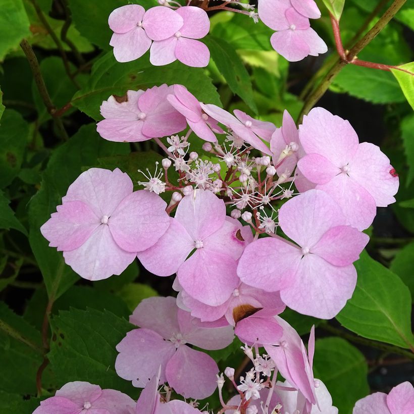 Hydrangea serrata Graciosa - Tellerhortensie (Blüte)