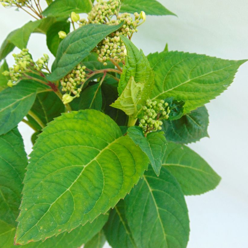 Hydrangea serrata Shojo - Tellerhortensie (Laub)