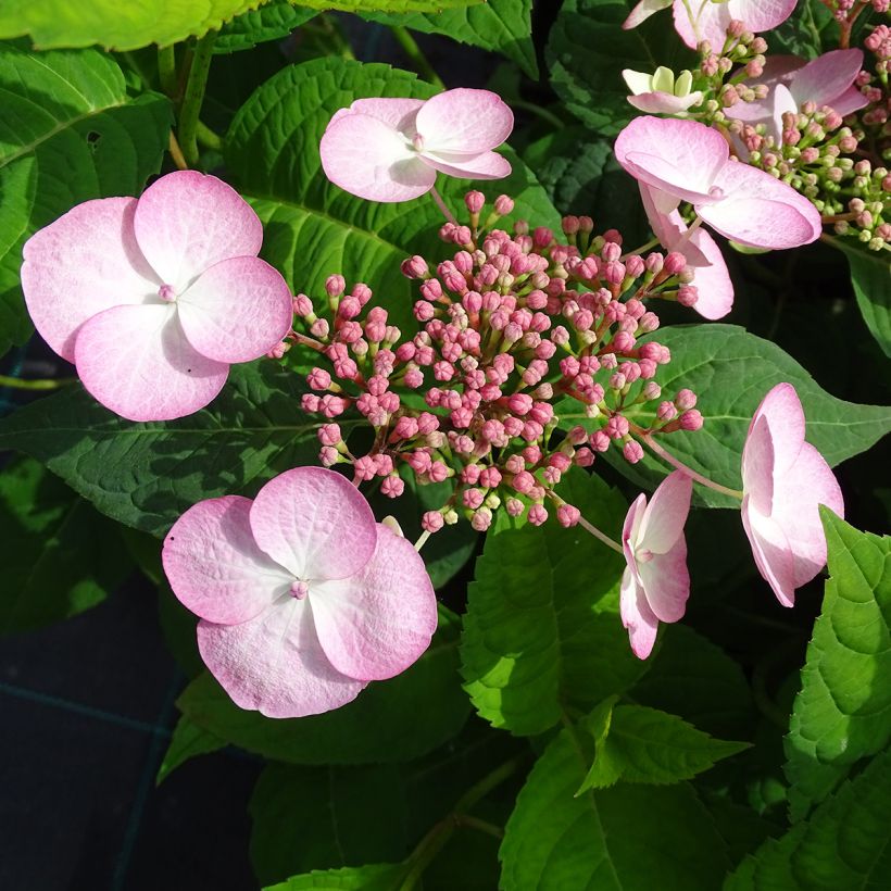 Hydrangea serrata Shojo - Tellerhortensie (Blüte)