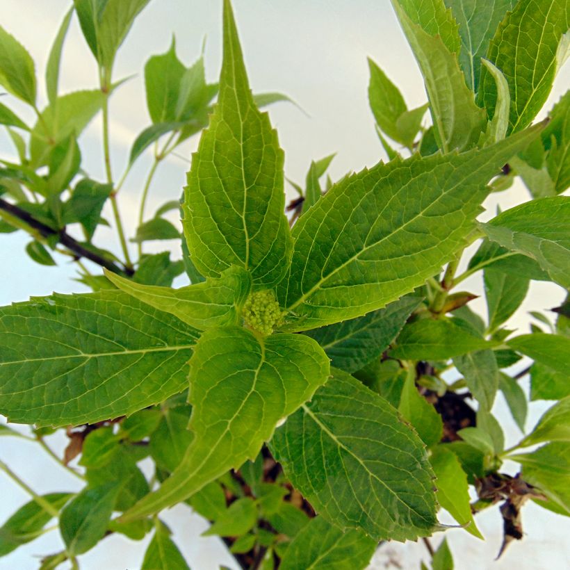 Hydrangea serrata Tiara - Tellerhortensie (Laub)