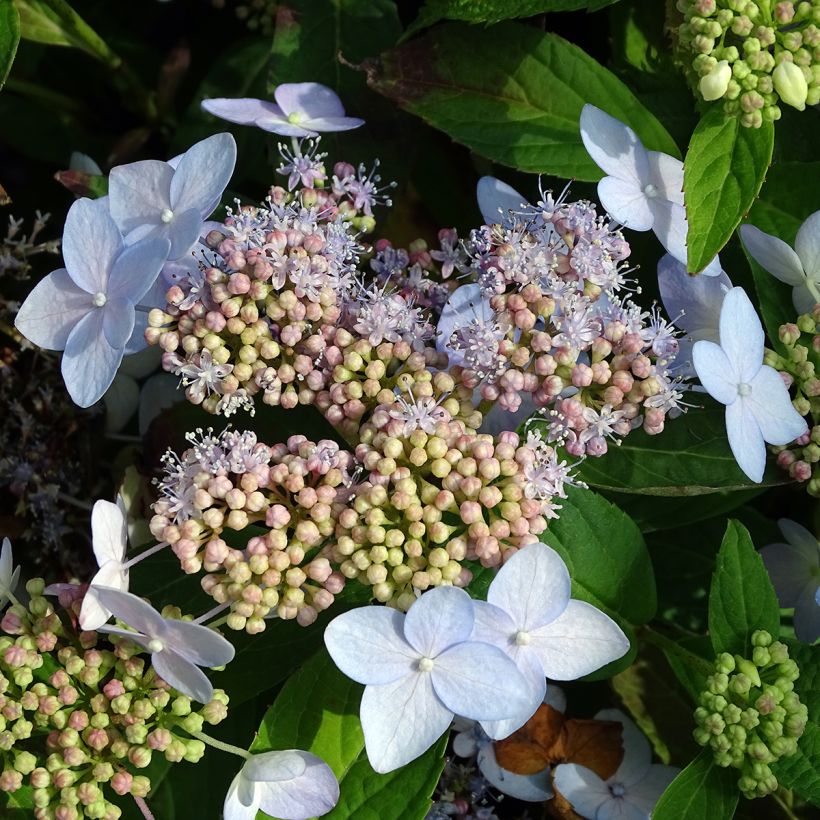 Hydrangea serrata Tiara - Tellerhortensie (Blüte)