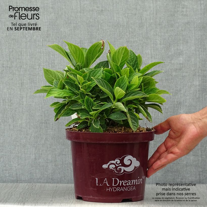 Exemplar von Hortensia L.A Dreamin en pot de 5L wie im Herbst geliefert