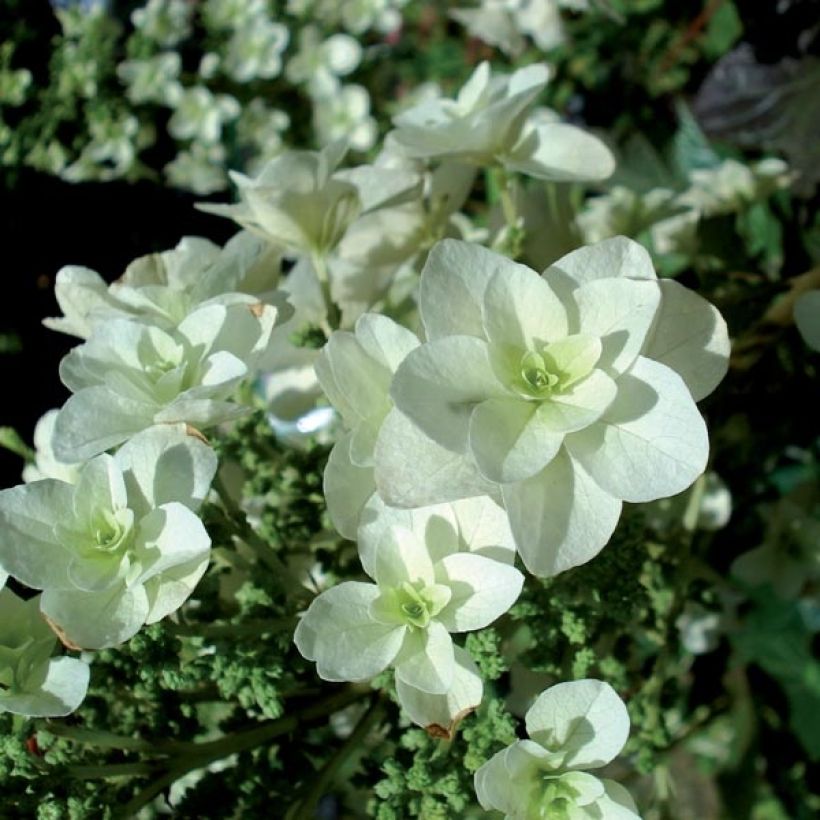 Eichenblatt-Hortensie Snowflake - Hydrangea quercifolia (Blüte)