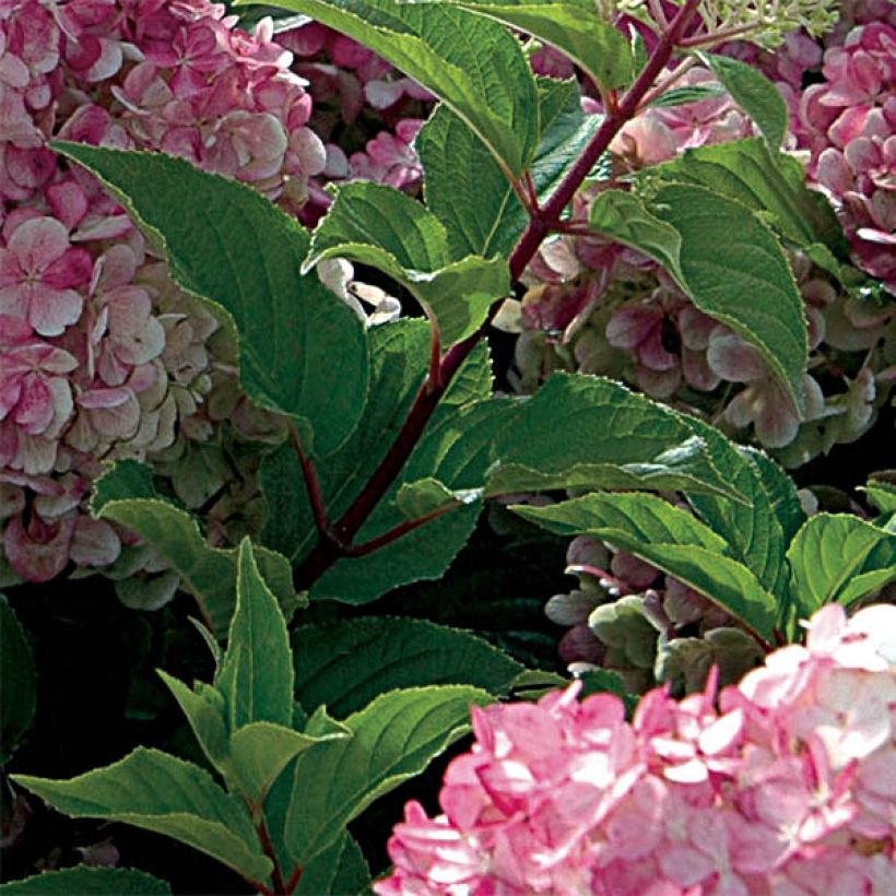 Rispenhortensie Vanille Fraise - Hydrangea paniculata (Laub)