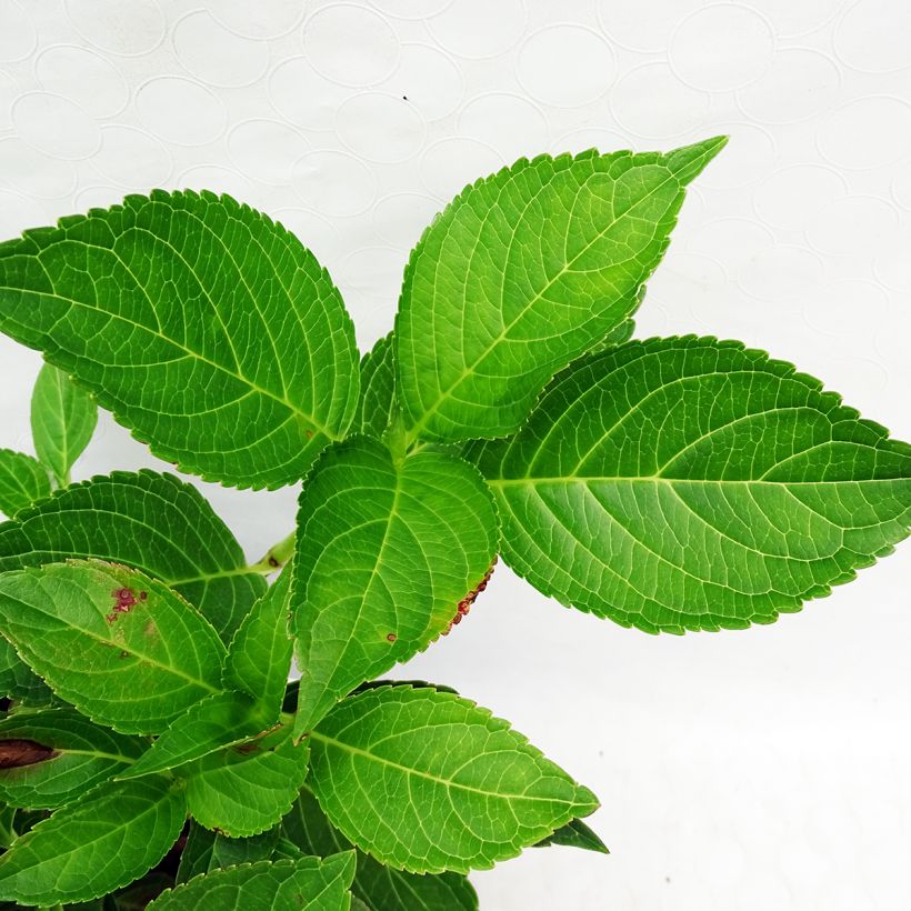 Hydrangea macrophylla Yamato - Bauernhortensie (Laub)