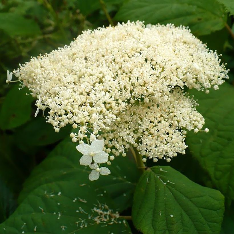 Ballhortensie Hills Of Snow - Hydrangea arborescens (Blüte)