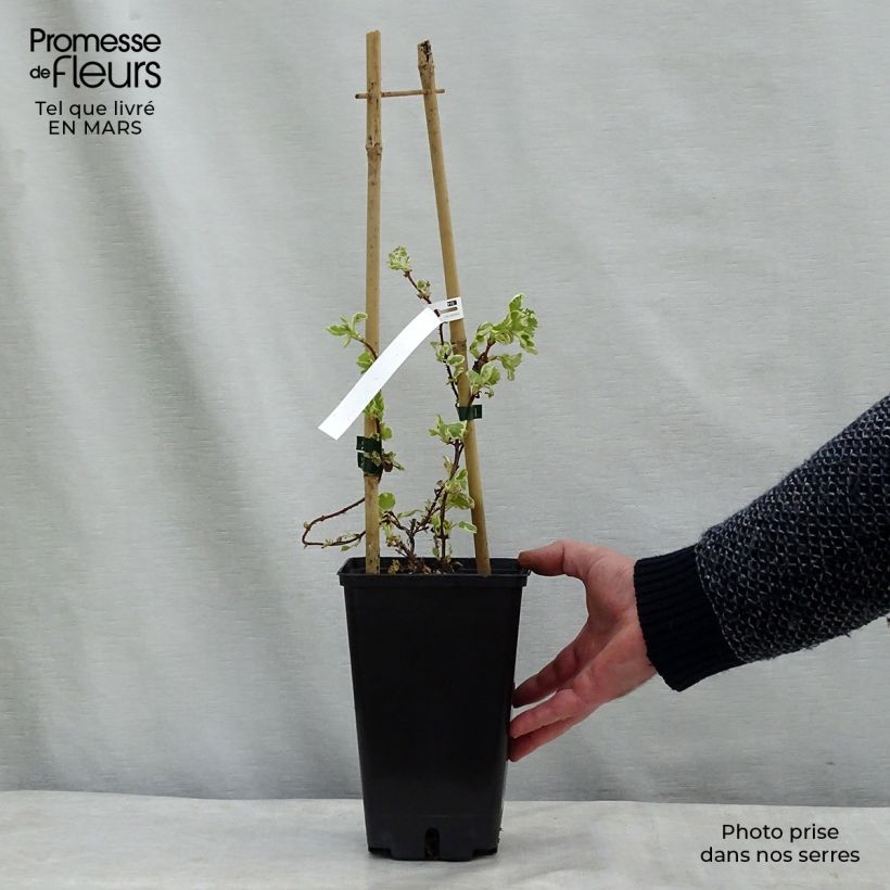 Exemplar von Hortensia grimpant - Hydrangea petiolaris Silver Lining Pot de 2L/3L wie im Winter geliefert