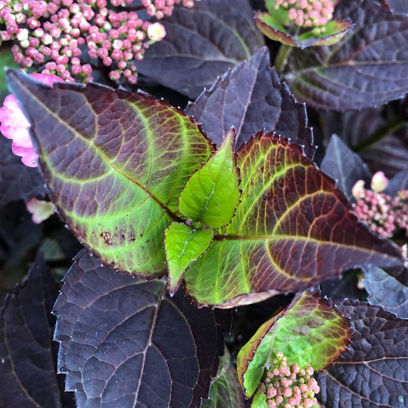 Hydrangea Daredevil - Tellerhortensie (Laub)