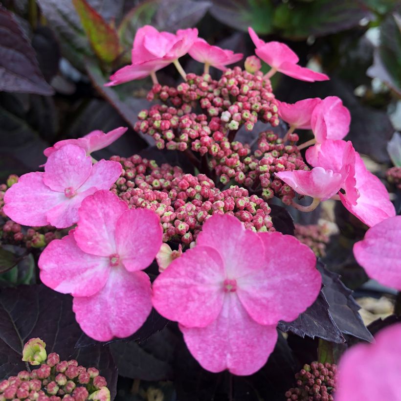 Hydrangea Daredevil - Tellerhortensie (Blüte)